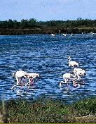 flamngos in Camargue